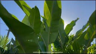 HELICONIA PROPAGATION FAST