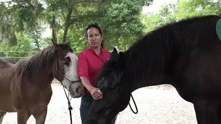 Get to Know Your Horse, Part I: Tuning In & Becoming Mindful