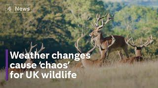 Wild environment: hotter planet causing ‘chaos’ to UK wildlife