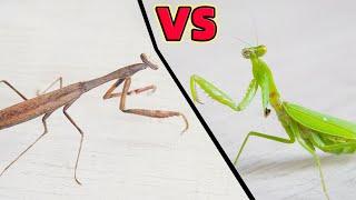 Broken Arm Mantis VS Another Mantis