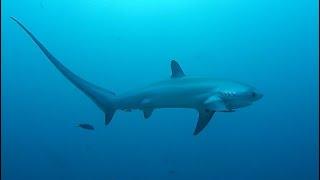 Facts: The Thresher Shark