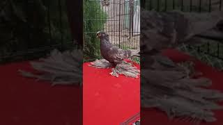 Узбекские голуби Pigeons الحمام Tauben  merpati کبوتر 鴿子 ハトkaʙūtar güvercinler porumbei 25/12/24