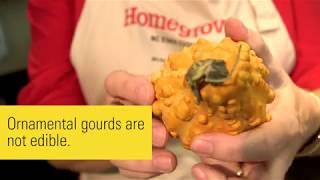 Homegrown | Getting to Know Gourds