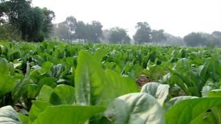 Nutan Aloevera Products, Aloe Vera Herbal Concept