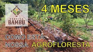 Resultado Agrofloresta Ecovila Bambu com 4 meses