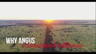 Why Angus? - A Queensland Cattleman