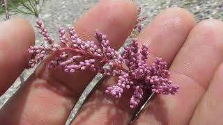 The genus Tamarix, tamarisk, salt cedar, species of flowering plants in the family Tamaricaceae