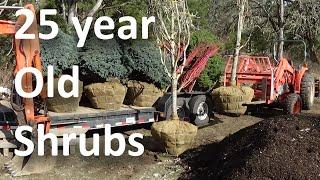 Supply and Install Large Trees and Shrubs