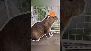 Capybara relaxing with orange. #masbro #capybara #capivara #kapibara #kapybara