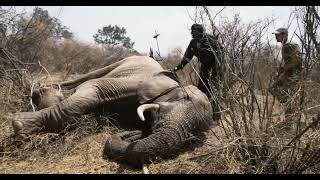 Rapid Response Saves Elephant From Cable Snare | Sheldrick Trust