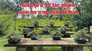 Giao lưu 10 tác phẩm sam hương lùn lực hàng để bàn đẹp giá hữu nghị.#0975282803