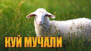 Мучаллар - Куй мучали хакида