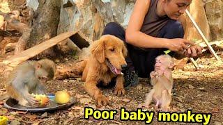 Poor little monkey plays in the mountains with the wild little monkey being cared for by the girl