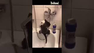 Кот в Ванной не хочет Мыться  Funny Cat 