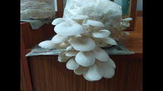 How to grow mushroom at home easily | Shangnairan