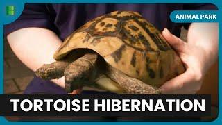 Tortoises Out of Hibernation - Animal Park - Documentary