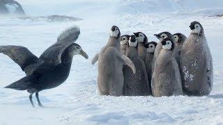 Penguin chicks rescued by unlikely hero | Spy In The Snow | BBC Earth