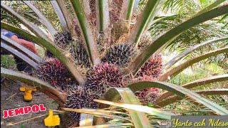 Ampun‼️Panen sawit buah masak  ada yang main keroyokan