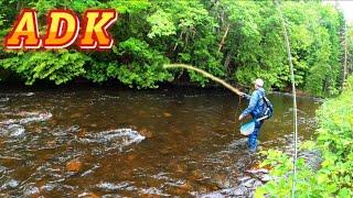 Adirondack Backcountry Fly Fishing For Brook Trout | Ft. Hardman Fishing Adventures