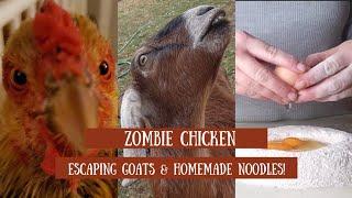 Zombie chicken gets a shower, goats escape and homemade noodles! #homestead