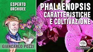 Orchidea Phalaenopsis: come curarla