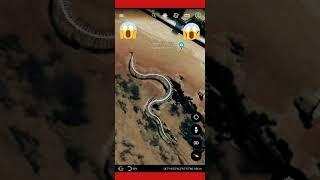 REAL Titanoboa