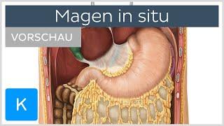 Magen in situ: Lage + Umgebung (Vorschau) - Anatomie des Menschen | Kenhub