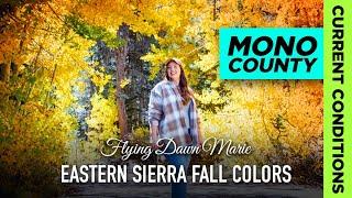 271: Eastern Sierra Fall Colors Report - 9/25/24 CURRENT CONDITIONS (Mono County Fall Foliage)