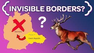 Why These Czech Deer NEVER Cross the German Border