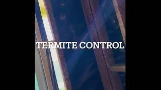 Termite control in Venice California