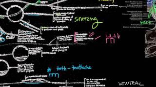 CN V - Trigeminal nerve: anatomy and clinical aspects