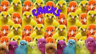 110  CHICKS Chirping Sound  ranbo chicks|  duck and rabbit  |mer pet house