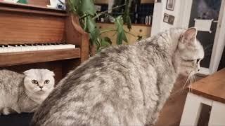 Bonik cat - pianist arranged a concert for cat girls  Funny cats 2022