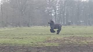 Belgian Draft Horse - Call your Horse like a Boss :D