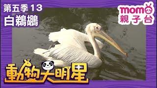 動物大明星 S5【白鵜鶘】第5季 第13集｜認識動物｜自然生態｜魚類｜爬蟲類｜昆蟲｜海洋生物｜哺乳類｜Animal big star｜兒童電視節目【親子台｜官方HD完整版】momokids