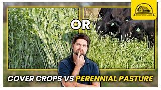 Grazing on Cover Crops vs Perennial Pasture