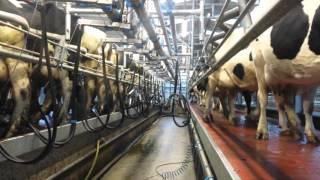 Milking parlour series: Paddy O Gorman, Co Tipperary