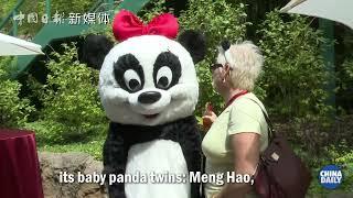 "Panda ambassadors" win hearts worldwide