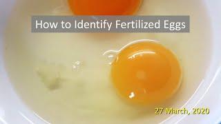 How to Identify Fertilized Eggs