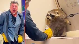 Raccoon vs Man vs Pants! Ozzy Man Reviews