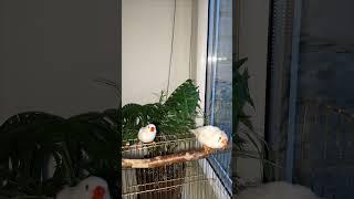 Біокомукнікативні,️ моменти з життя амадин #birds #live #pets #zebrafinche