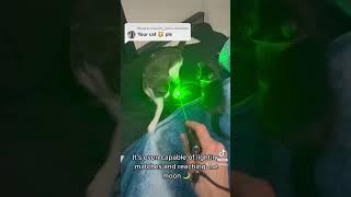 Cat Vs Laser