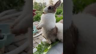 Cute rabbits stand up and eat delicious-Huihui