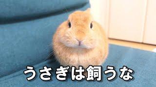 本当にウサギを飼っても後悔しない？これが現実です…