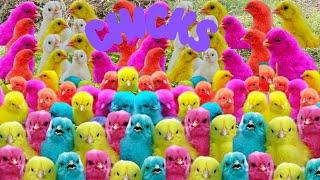 150 Pretty MURGI CHICKS Chirping Sound |  duck and rabbit  |mer pet house