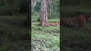 Tiger attacking Elephant at Kabini forest karnataka..