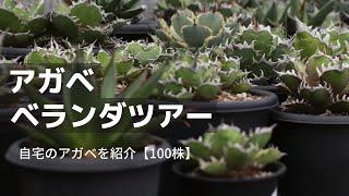 ベランダのアガベを紹介【育て方】【Agave チタノタ多め】