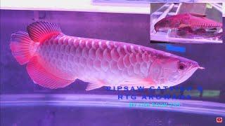 7 Year Old RTG (Red Tail Golden) Arowana & Catfish Tank #f253