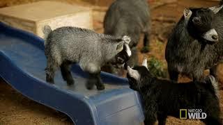 Goat on the Boat