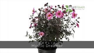 PlantHaven 360 Video - Dahlia MYSTIC DAHLIAS™ Mystic Dreamer